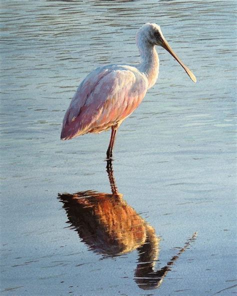 Roseate Spoonbill By Morten E Solberg Mortenesolberg