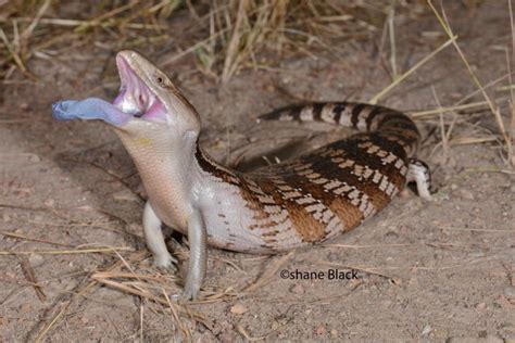 Why Blue Tongue A Potential Deimatic Display Has Been Uncovered In