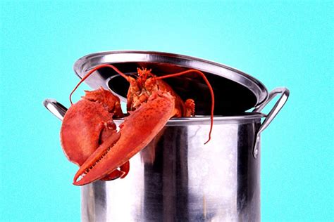 Why Are We Still Boiling Lobsters Alive Mel Magazine Medium