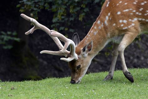25 Fun And Interesting Facts About Deer - Tons Of Facts