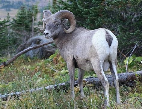 Young Bighorn Sheep Ram Photograph By Brian Robinson Pixels