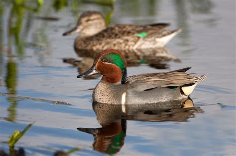 Green Winged Teal Male And Female Photo Raul Quinones Photos At