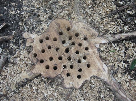 Any landscaper or gardener should know how to kill a tree stump naturally and effectively. Best way to kill a tree stump that keeps coming back ...