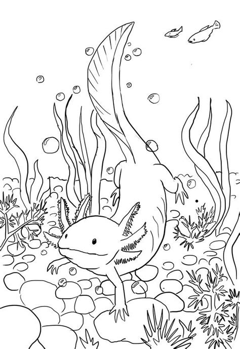 Axolotl Coloring Page Axolotl Line Drawing B Axolotl Weird Animals Vbs Art