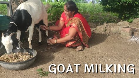 How To Milk Goat Goat Milking Goat Milking By Hand Desi Village Life My Daily Routine