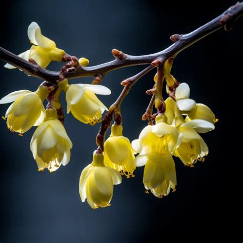 Chimonanthus Praecox Luteus Yellow Wintersweet Plant Care Tips