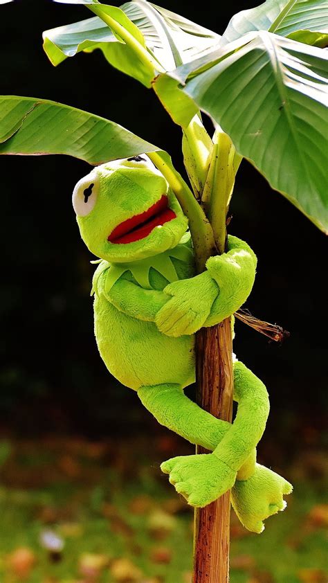 Kermit The Frog Hd Phone Wallpaper Pxfuel
