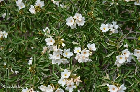 Download nu deze beautiful bush with white flowers close up dolly shot video. Drought Tolerant & Beautiful: Texas Olive (Cordia ...