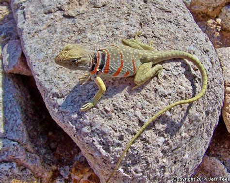 Sonoran Collared Lizard Crotaphytus Nebrius