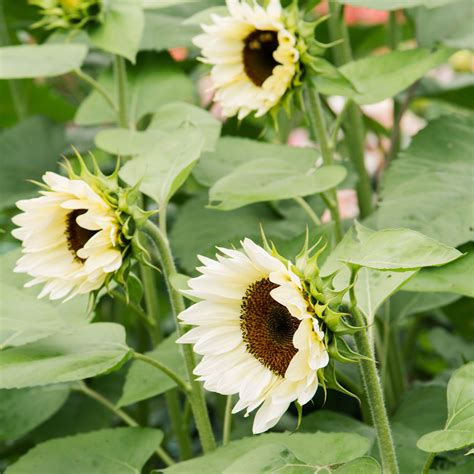 Sunflower Procut White Nite Seeds Nz Emerden