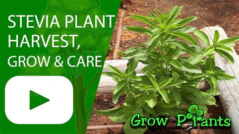 Stevia Plant How To Grow And Care Sweetener Candyleaf Youtube