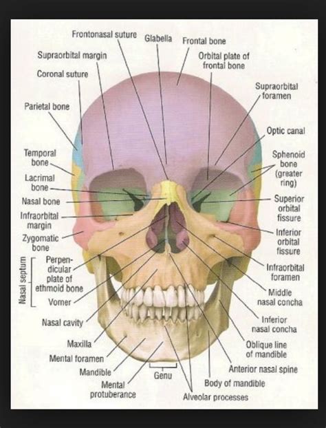 Anterior View Anatomy Bones Medical Anatomy Facial Bones