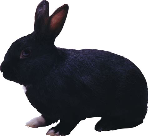 Black Rabbit Png Image Purepng Free Transparent Cc0 Png Image Library