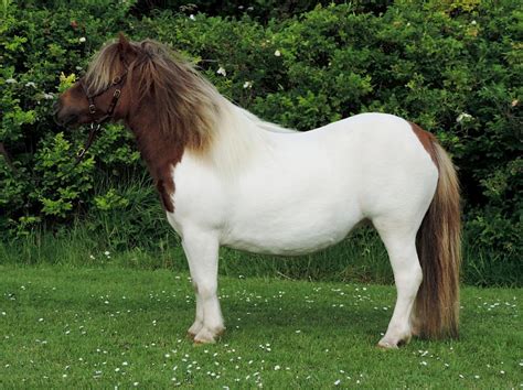 2020 | Pony Breeders of Shetland Association