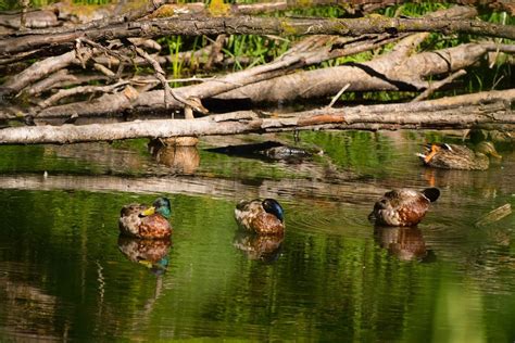 Mclane Creek Nature Trail Olympia 2022 Alles Wat U Moet Weten