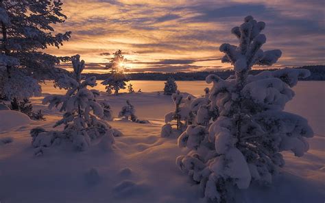 Hd Wallpaper Norway Winter Forest Snow Trees 1920×1080 Wallpaper Flare