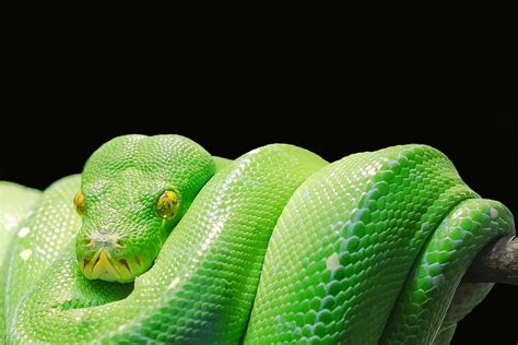 Animals Predator Reptile Snake Python Hd Wallpaper Pxfuel