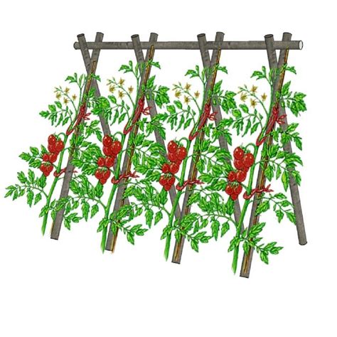 Tuteurer Les Tomates Choix Des Piquets Et Techniques