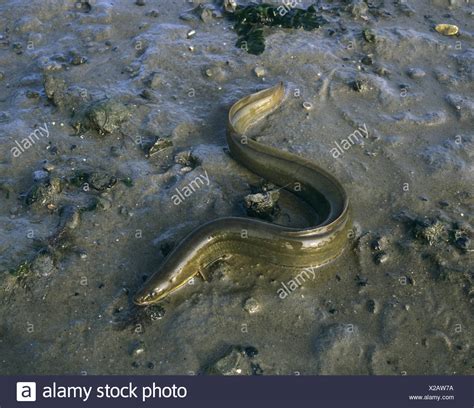 Eels Lake High Resolution Stock Photography And Images Alamy