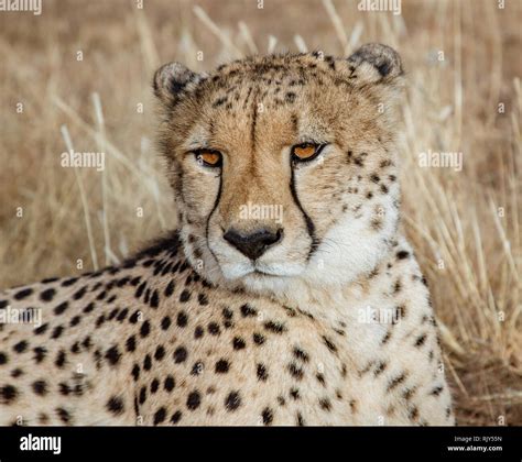 Adult Cheetah Lies Down In Dry Grass In Namibia Stock Photo Alamy