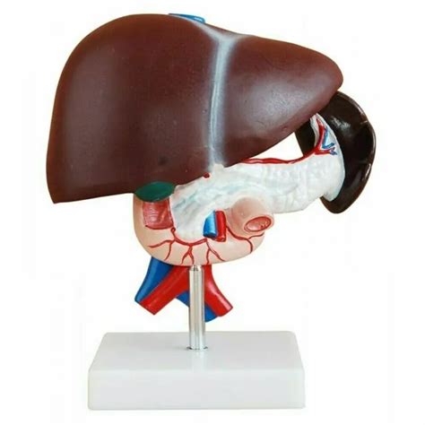 LIFE SIZE HUMAN Liver Pancreas And Duodenum Model Medical Teaching Anatomy PicClick UK