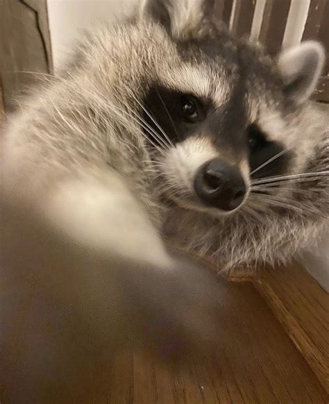 A Raccoon Is Sitting On The Floor Looking At Something