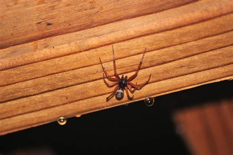 The Brown Widow Spider Drive Bye Pest Exterminators