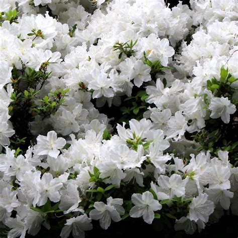 Buy Delaware Valley White Azalea Online Flowering Shrub Bay Gardens
