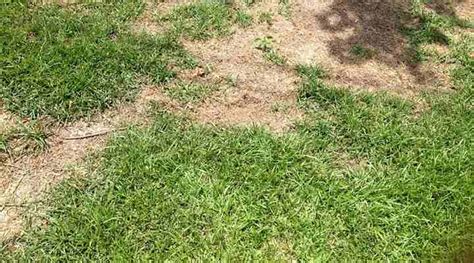 Chinch Bugs Damage Identification And Treatment With Pictures