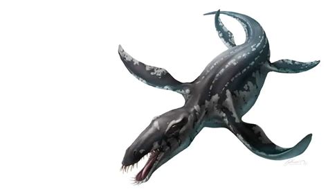 Liopleurodon Dinosaurs Pictures And Facts