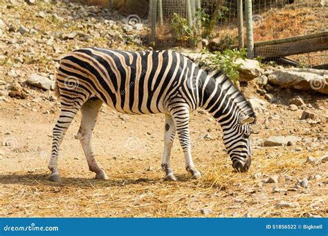 Female Zebra Stock Photo Image 51856522