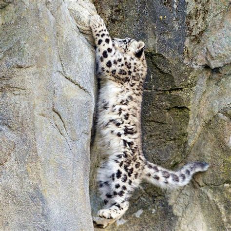 Climbing Snow Leopard Snow Leopard Cub Leopard Cub Snow Leopard