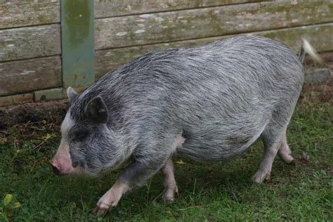 Whats The Top 3 Best Pet Pig Breeds Uk