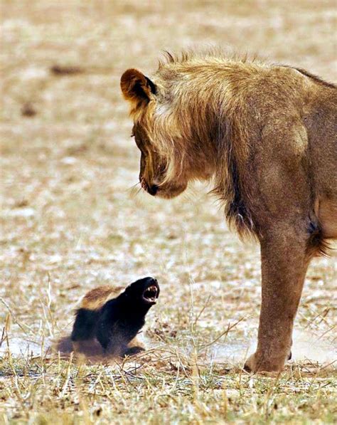 Conoce Al Tejón Melero El Animal Más Valiente Del Mundo Grandes Medios