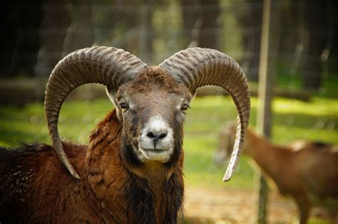 Mufflon Wildschaf Schaf Hörner Kostenloses Stock Bild Public Domain