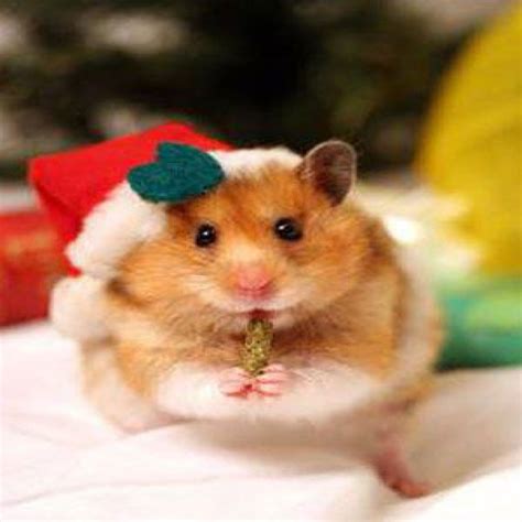 Hamster Carols Christmas Pet Photos Pet Holiday Christmas Animals