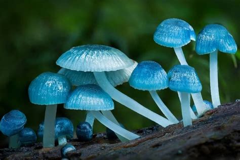 10 Beautiful And Special Mushrooms From Around The World Boglar Champ
