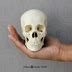 Human Female Asian Skull On Base Half Scale Bone Clones Inc Osteological Reproductions