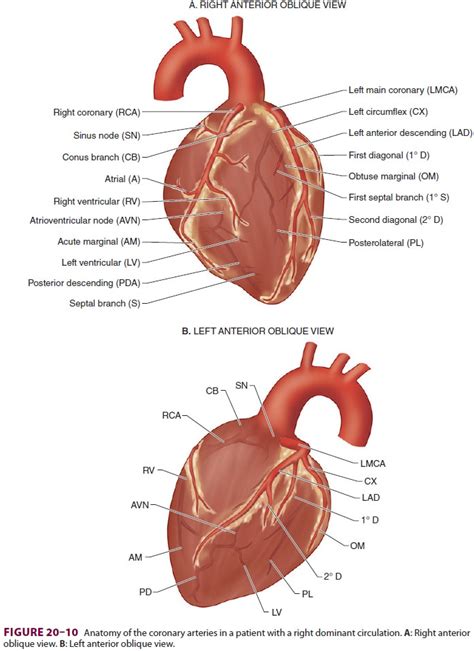 Anatomy Physiology Of The Coronary Circulation