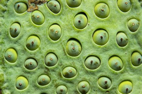 What Is Trypophobia Live Science