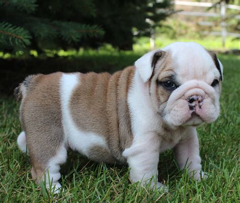 English Bulldog Puppies for Sale | Huskerland Bulldogs | AKC Registered