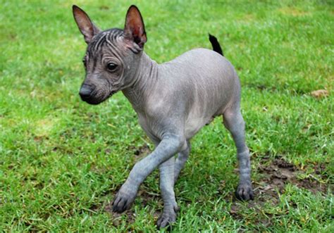 american hairless terrier dog breed characteristic daily  care facts