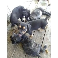 However, free italian mastiff dogs and puppies are a rarity as rescues usually charge a small adoption fee to cover their expenses (usually. Cane Corso Breeders in Ohio (Page 1)