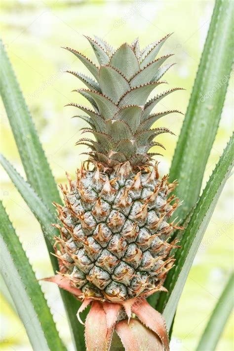 Bromeliad Plants Or Pineapple — Stock Photo © Dextorth 105426036