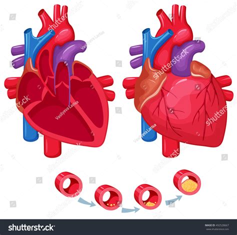 Human Heart Anatomy Medical Science Vector Stock Vector Royalty Free