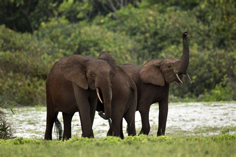 African Elephants Habitat