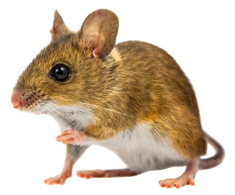 Rat Or Mouse That Is The Question