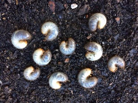 Lawn Grubs How And When To Kill Them