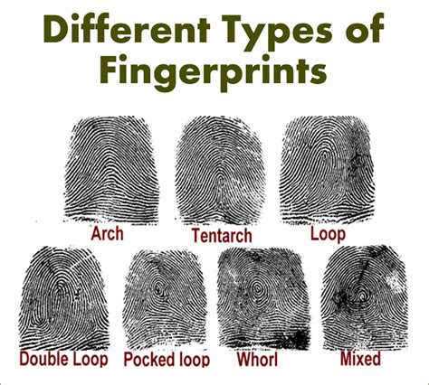 Interesting Facts About Finger Prints Ureka The Media For Science