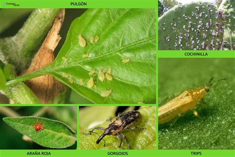 Plagas y enfermedades de las plantas listas y cómo eliminarlas FOTOS